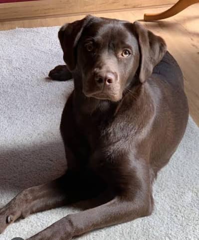 chocolate Labrador female for sale