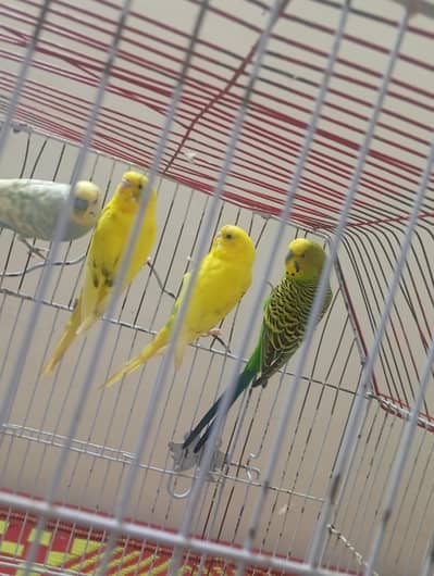 parots for sale