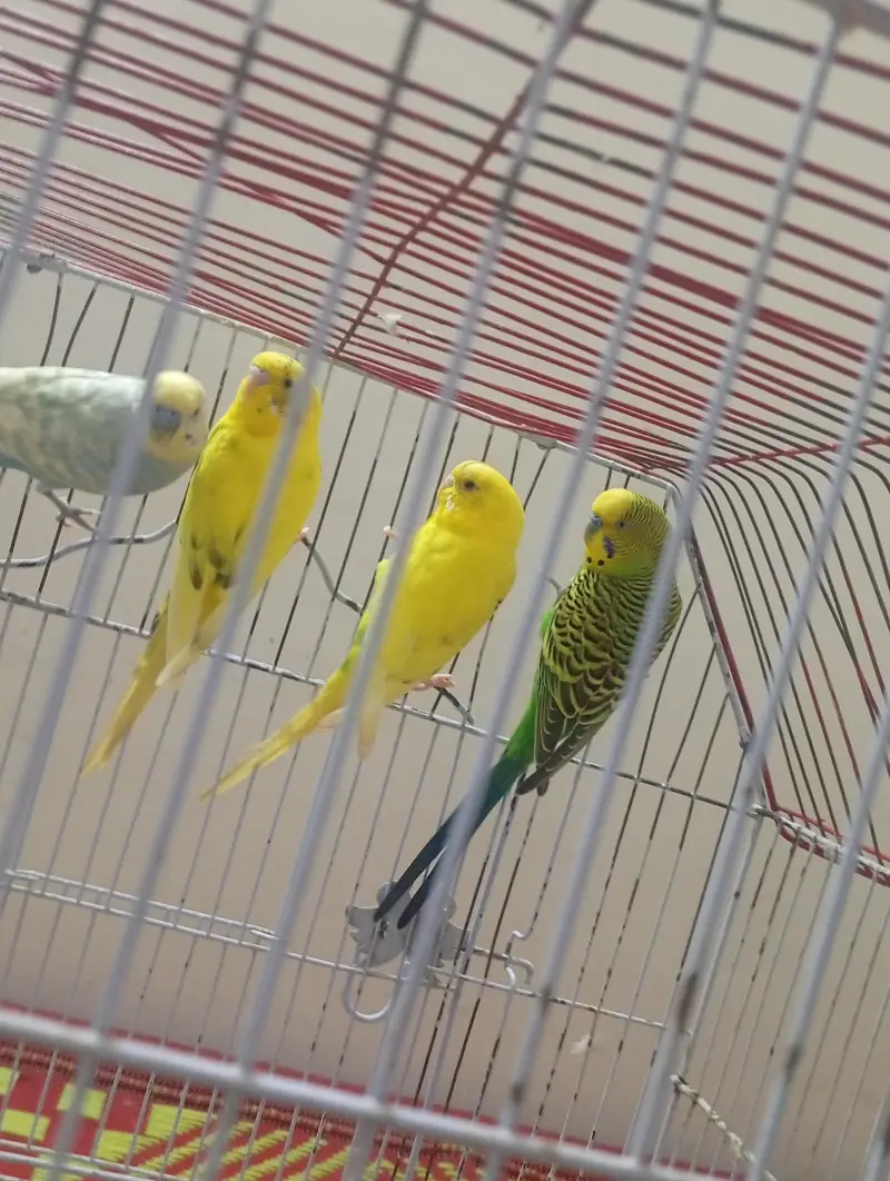 parots for sale