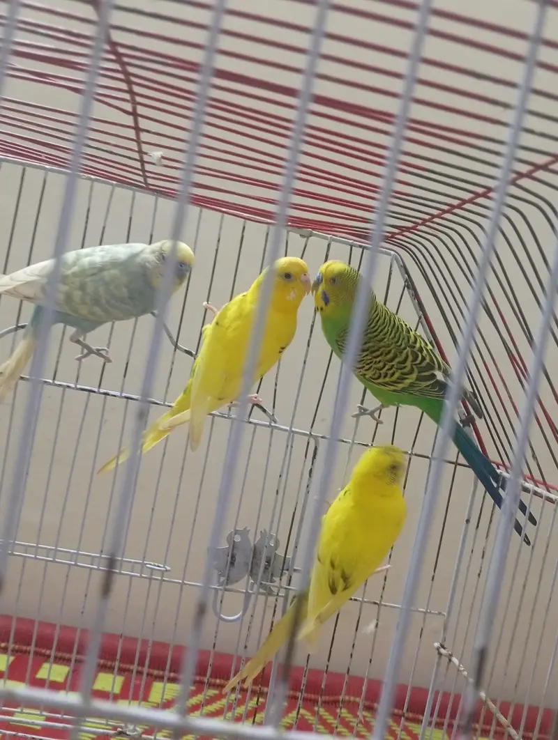 parots for sale — photo 2