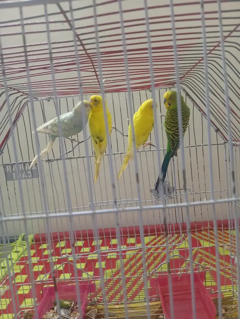 parots for sale — photo 3