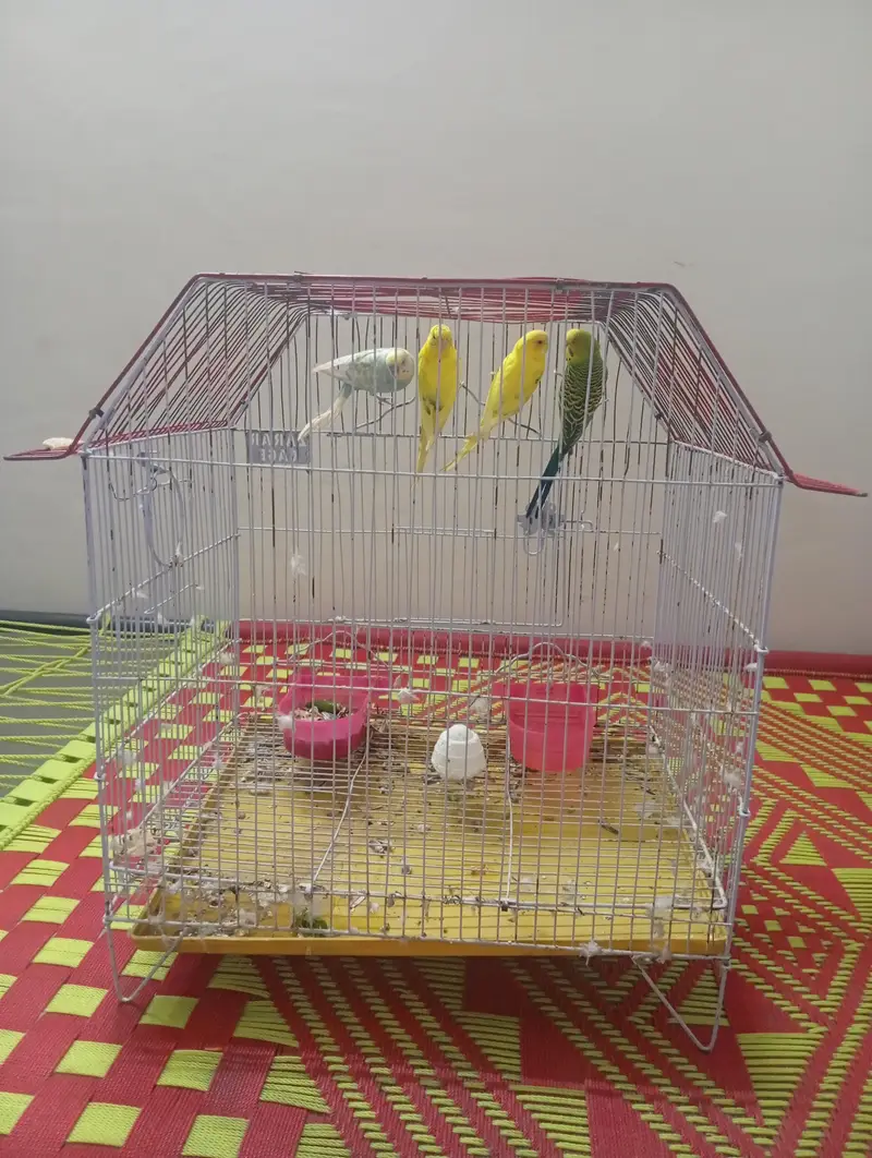parots for sale — photo 4