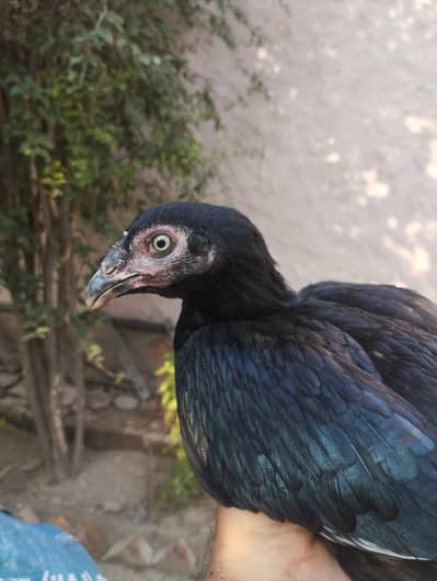 Mianwali Aseel chicks