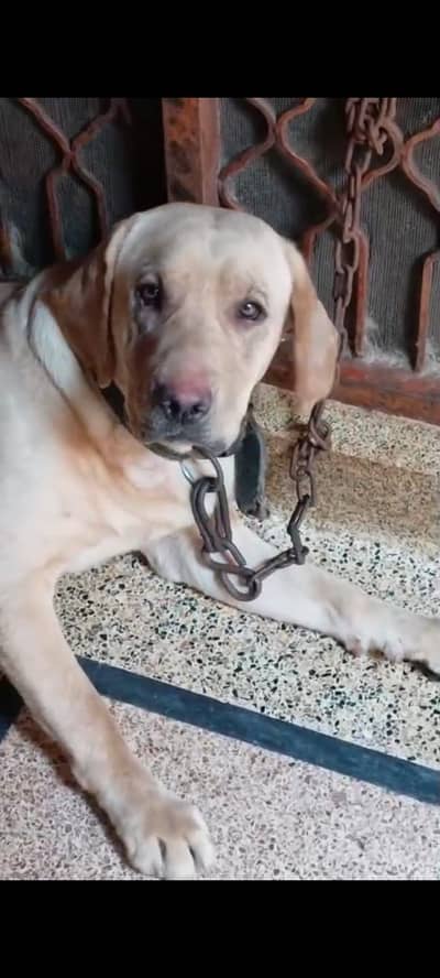 LABRADOR