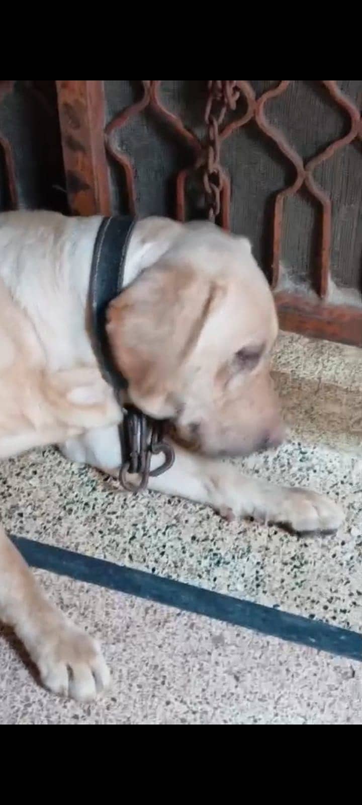 LABRADOR 1