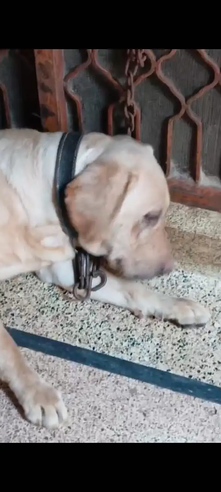 LABRADOR — photo 2