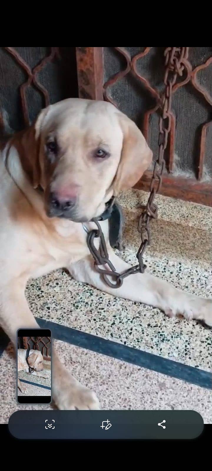 LABRADOR 2