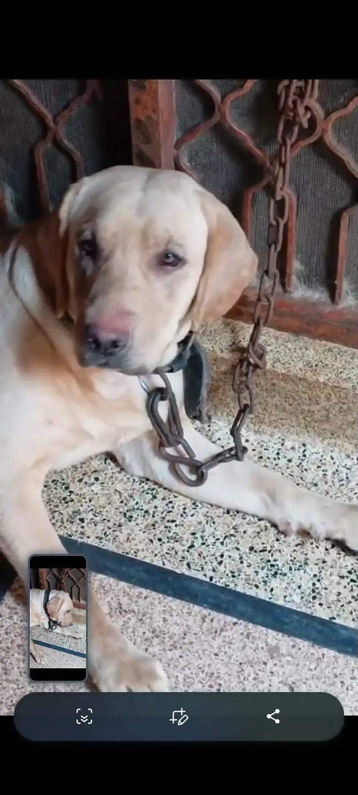 LABRADOR — photo 3