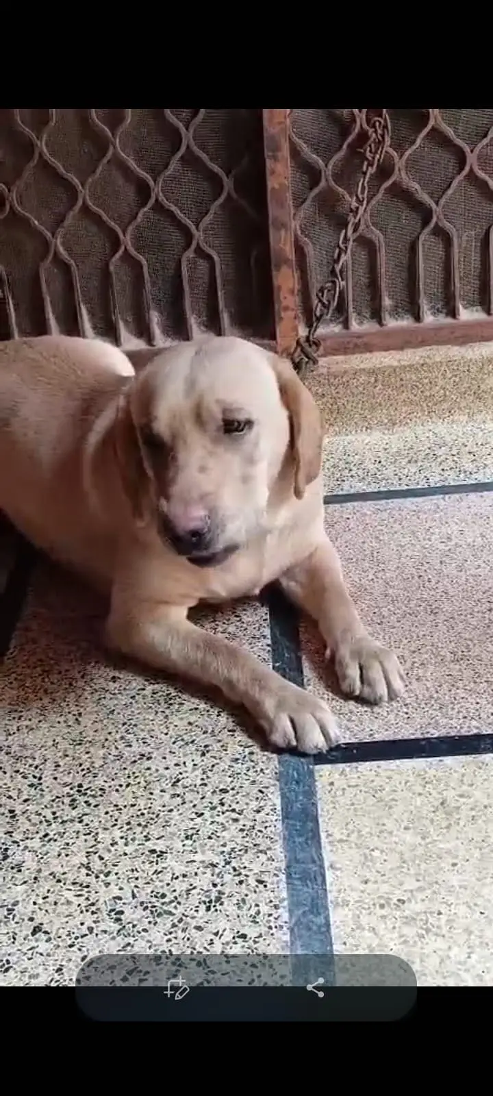 LABRADOR — photo 4