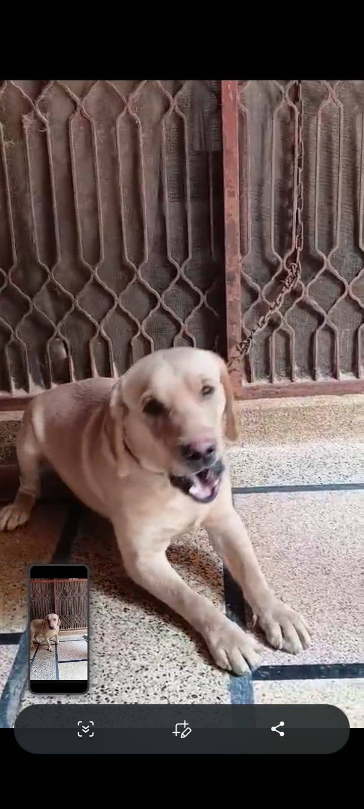 LABRADOR 4