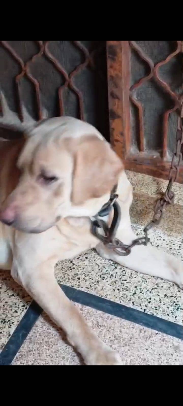 LABRADOR 5