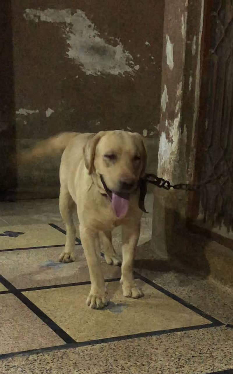 LABRADOR 7