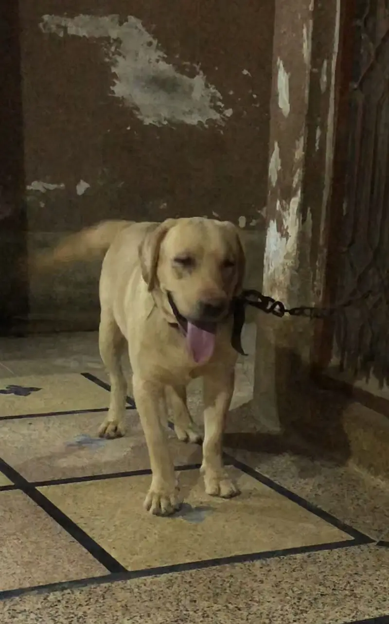 LABRADOR — photo 8