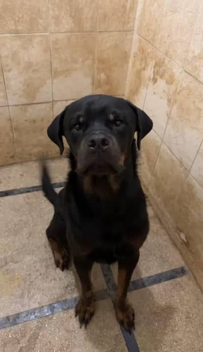 Rottweiler male