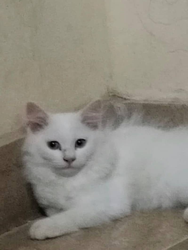 whito 1