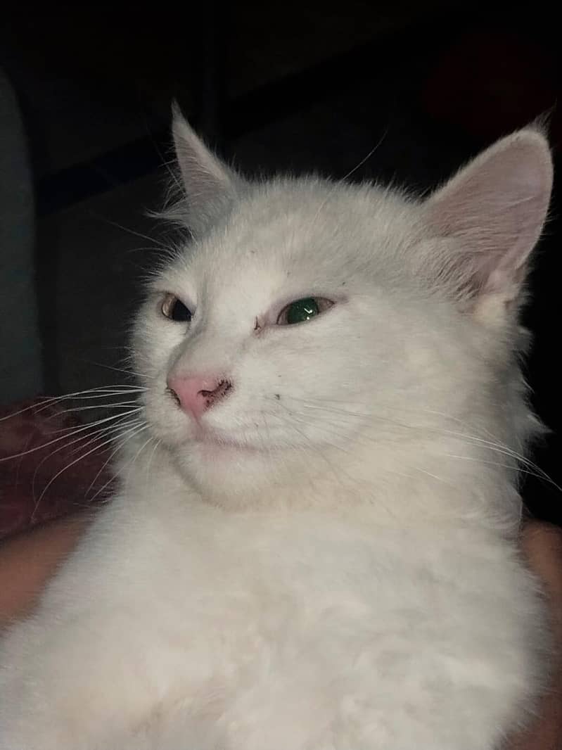 whito 2