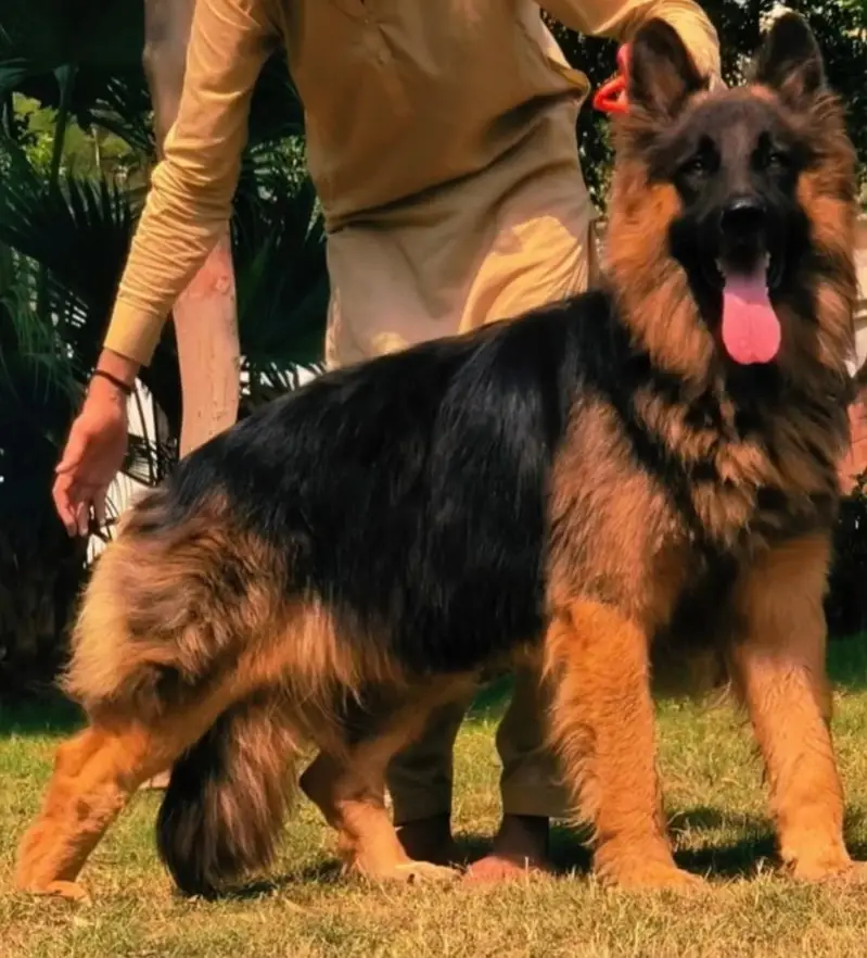 German Shepherd loan coat dog male age 8month for sale
