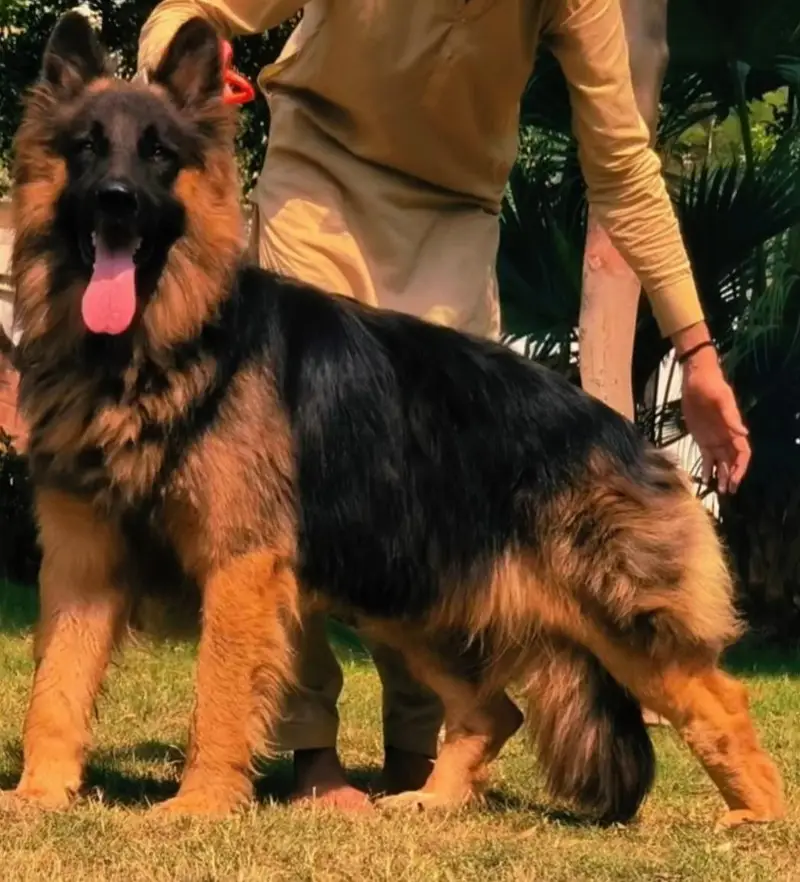German Shepherd loan coat dog male age 8month for sale — photo 2