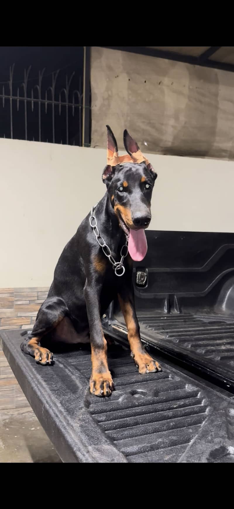 European Doberman 0