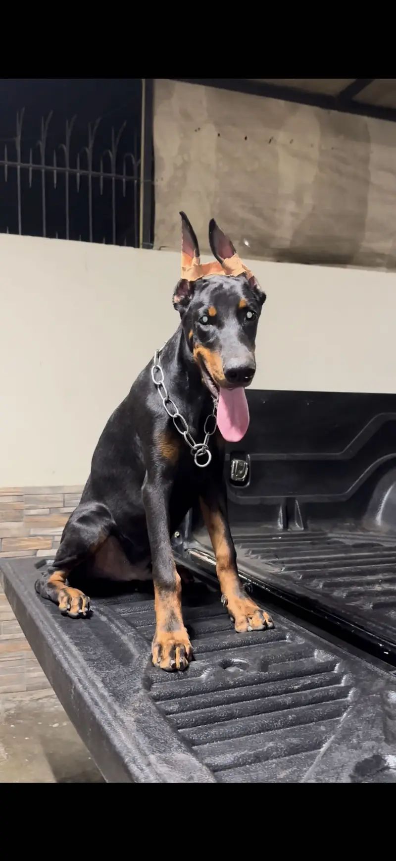 European Doberman