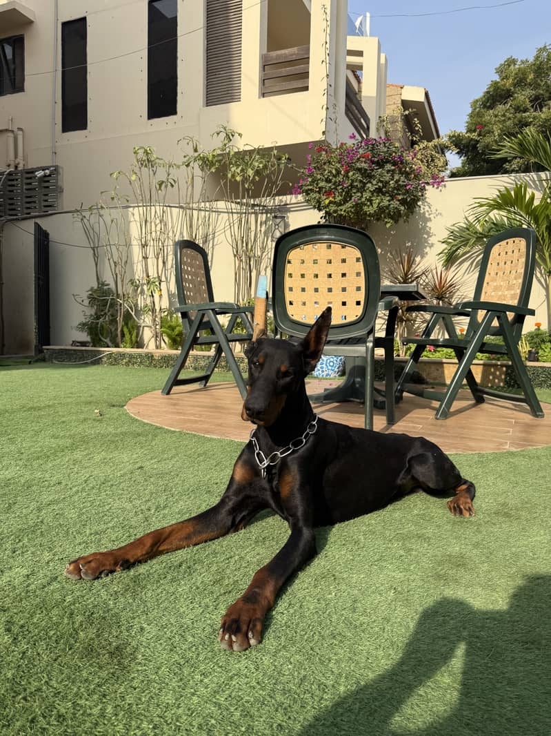 European Doberman 1