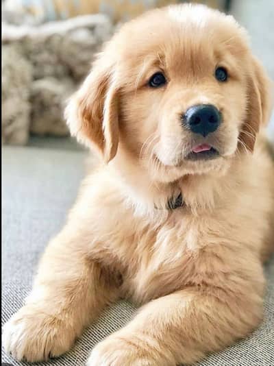 Golden retriever puppies 0313*936341*seven