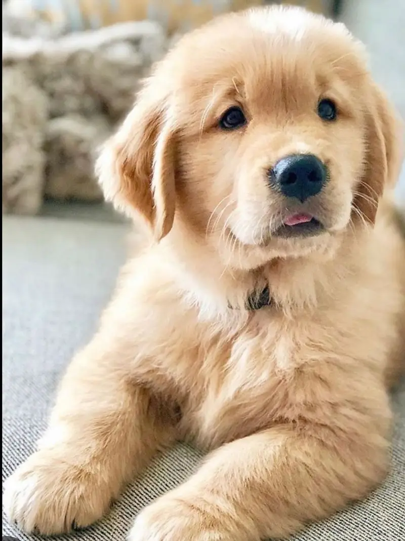 Golden retriever puppies 0313*936341*seven