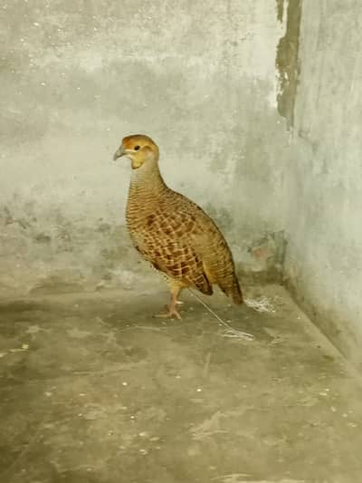 Dakhni teetar for sale
