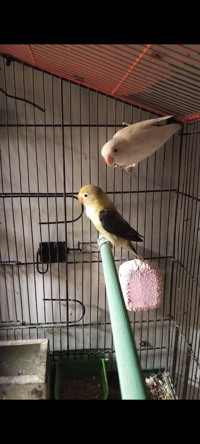 Love birds pair parblue Opaline into Albino Split