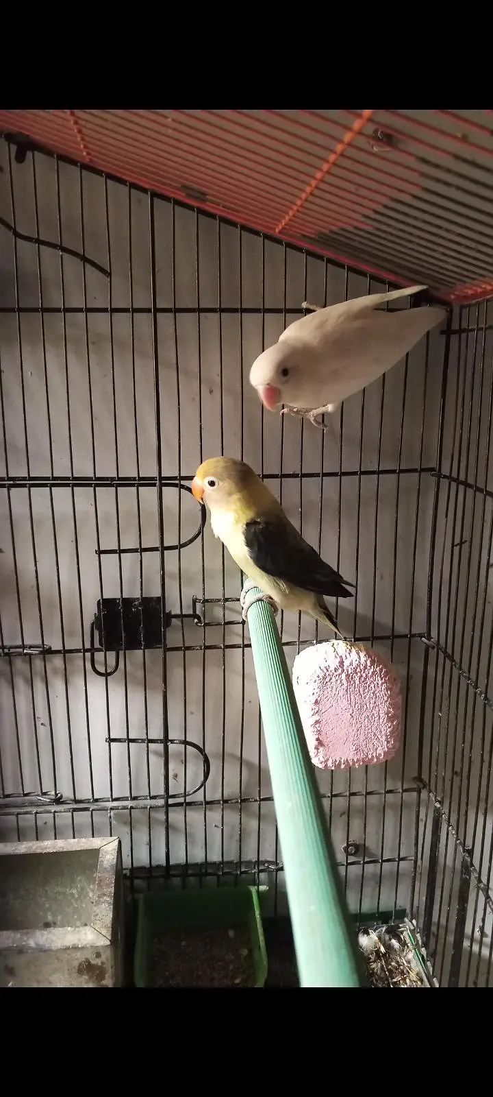 Love birds pair parblue Opaline into Albino Split