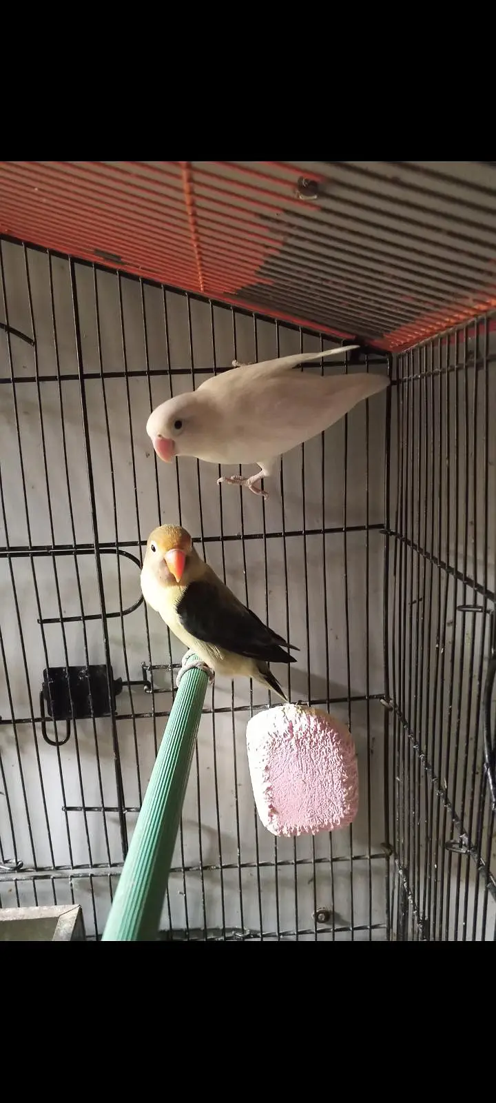 Love birds pair parblue Opaline into Albino Split — photo 2