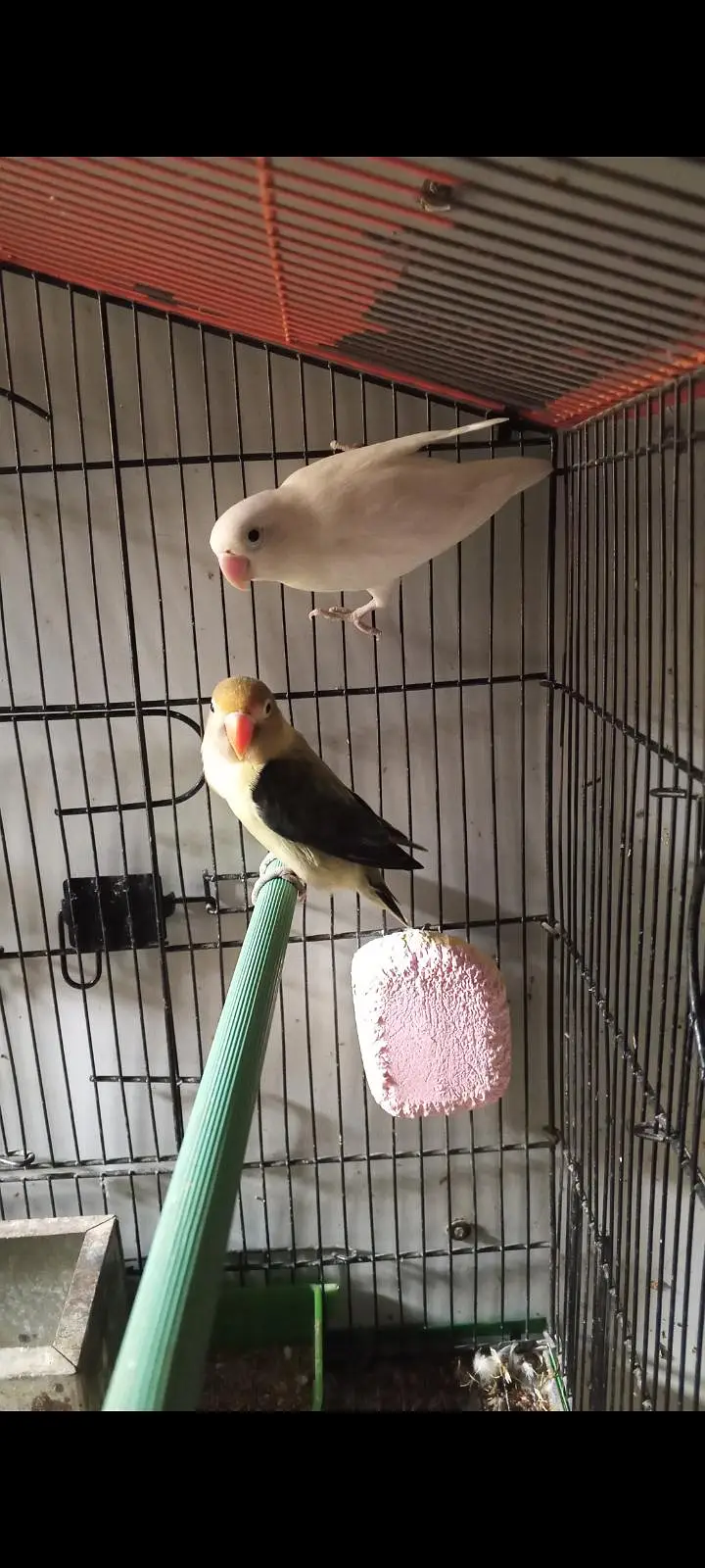 Love birds pair parblue Opaline into Albino Split — photo 3