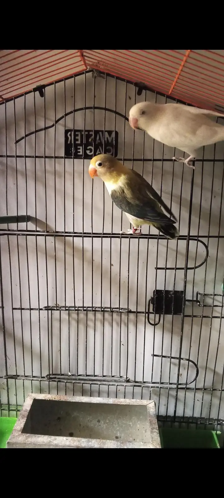 Love birds pair parblue Opaline into Albino Split — photo 4