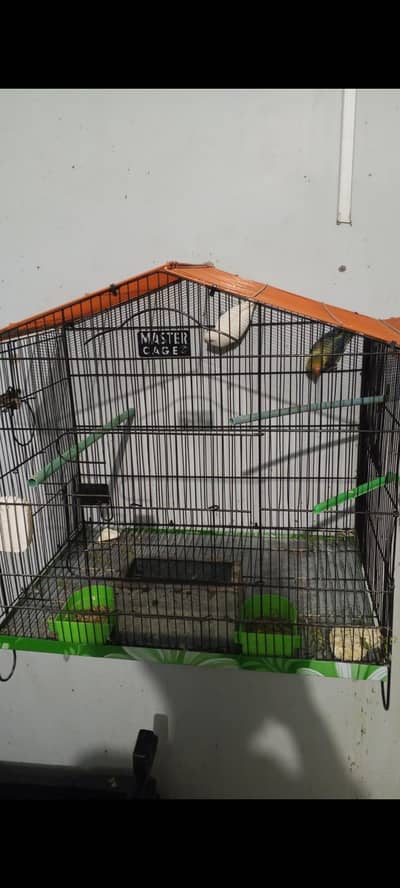 Love birds pair parblue Opaline into Albino Split