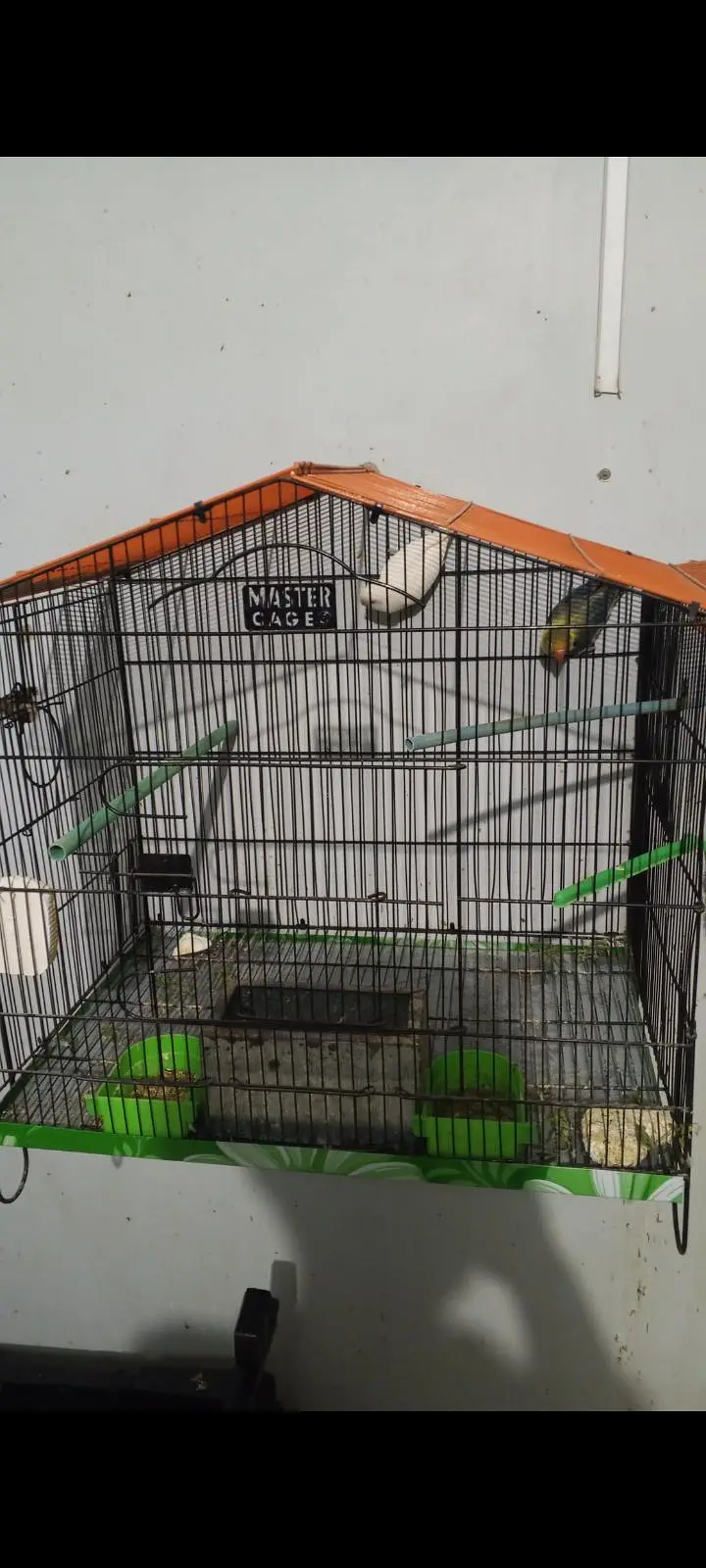 Love birds pair parblue Opaline into Albino Split — photo 5