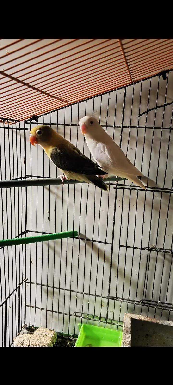 Love birds pair parblue Opaline into Albino Split — photo 7