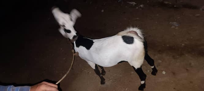 Tedi bkri gabban
