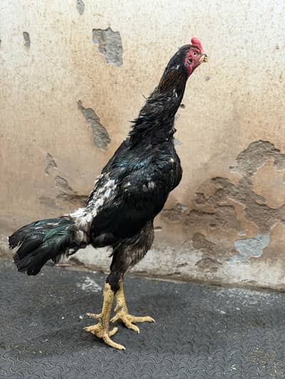 OShamo / Black Japanese OShamo / high quality/white shamo chicks/asee