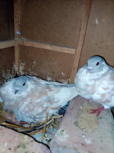 kasni peshori pelly gullon  200%breeder pair available location multan