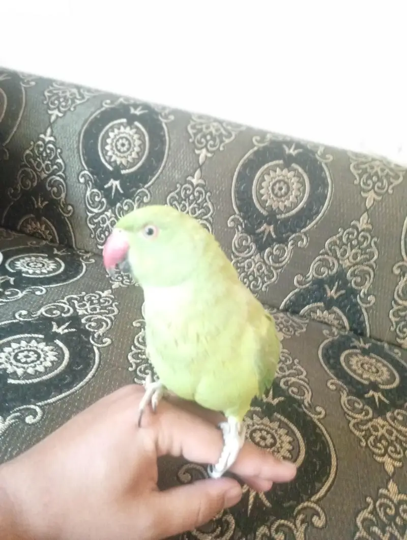 green neck