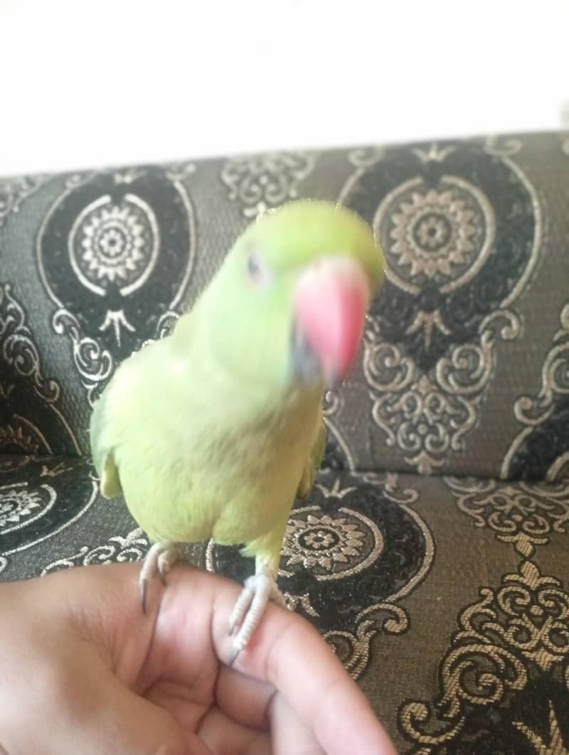 green neck 1