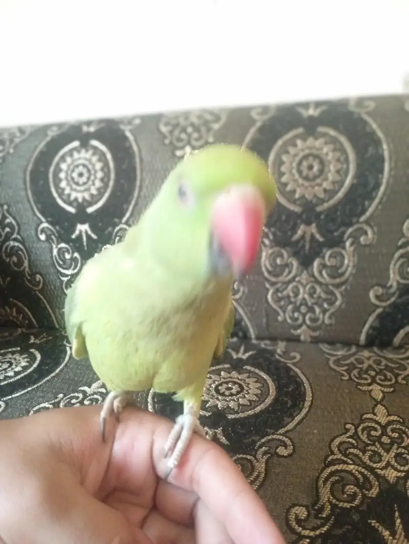 green neck — photo 2