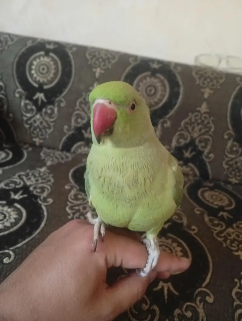 green neck — photo 3