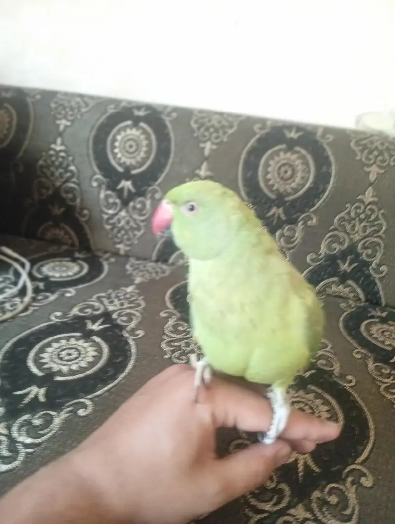 green neck — photo 4