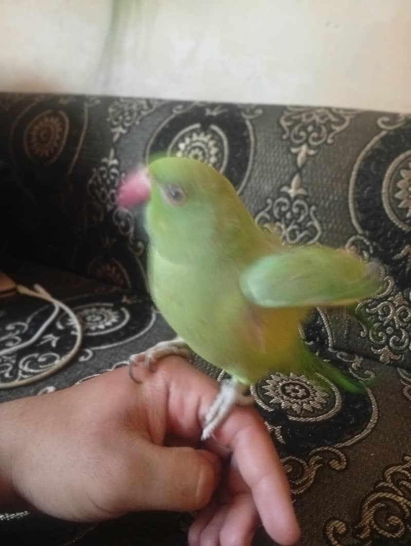 green neck 4