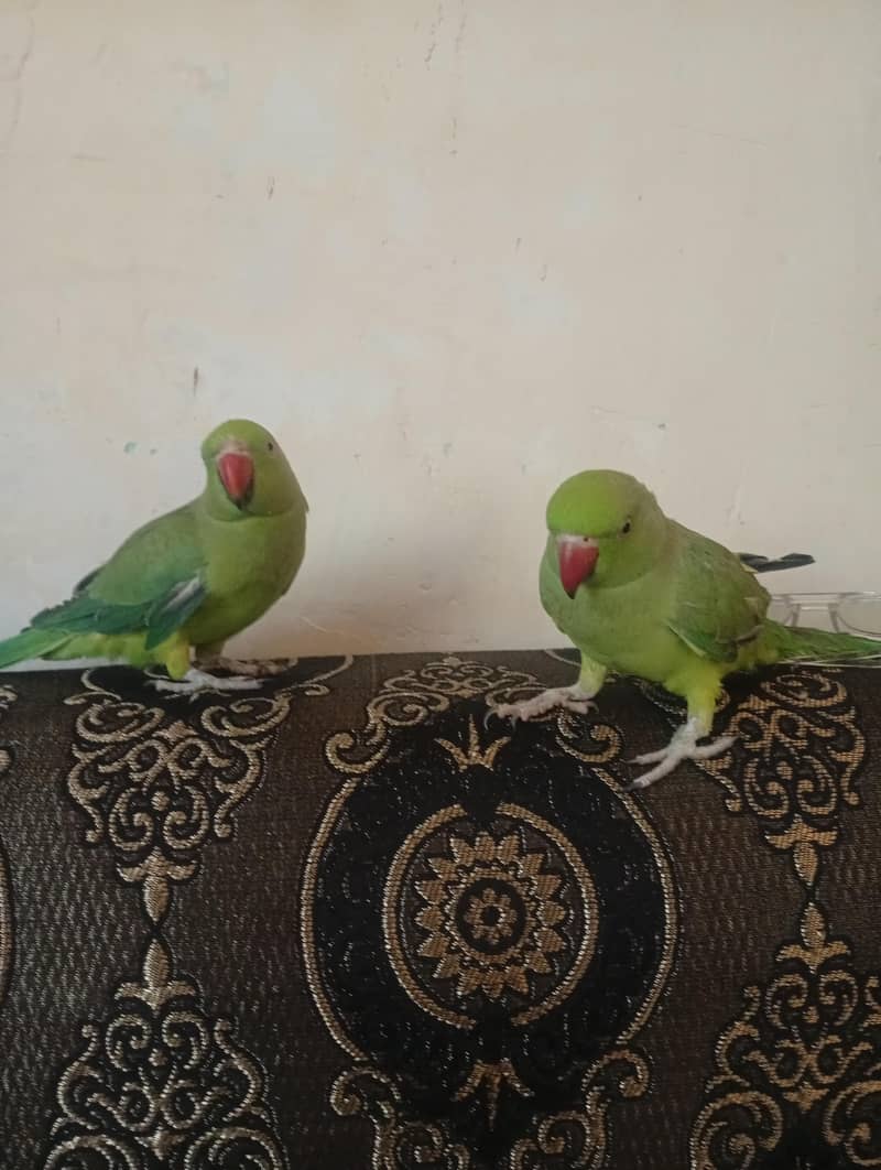 green neck 5