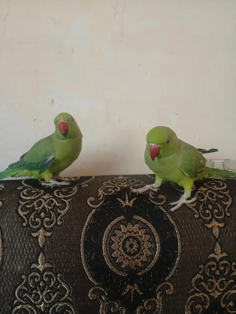 green neck — photo 6