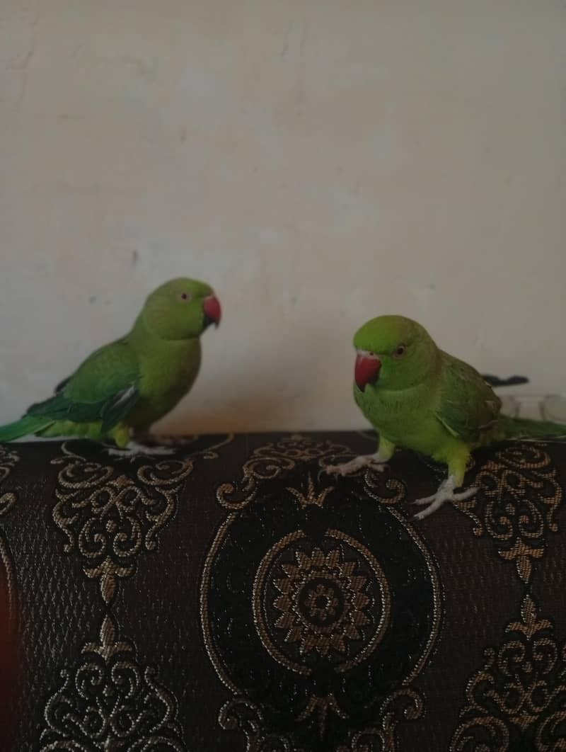 green neck 6