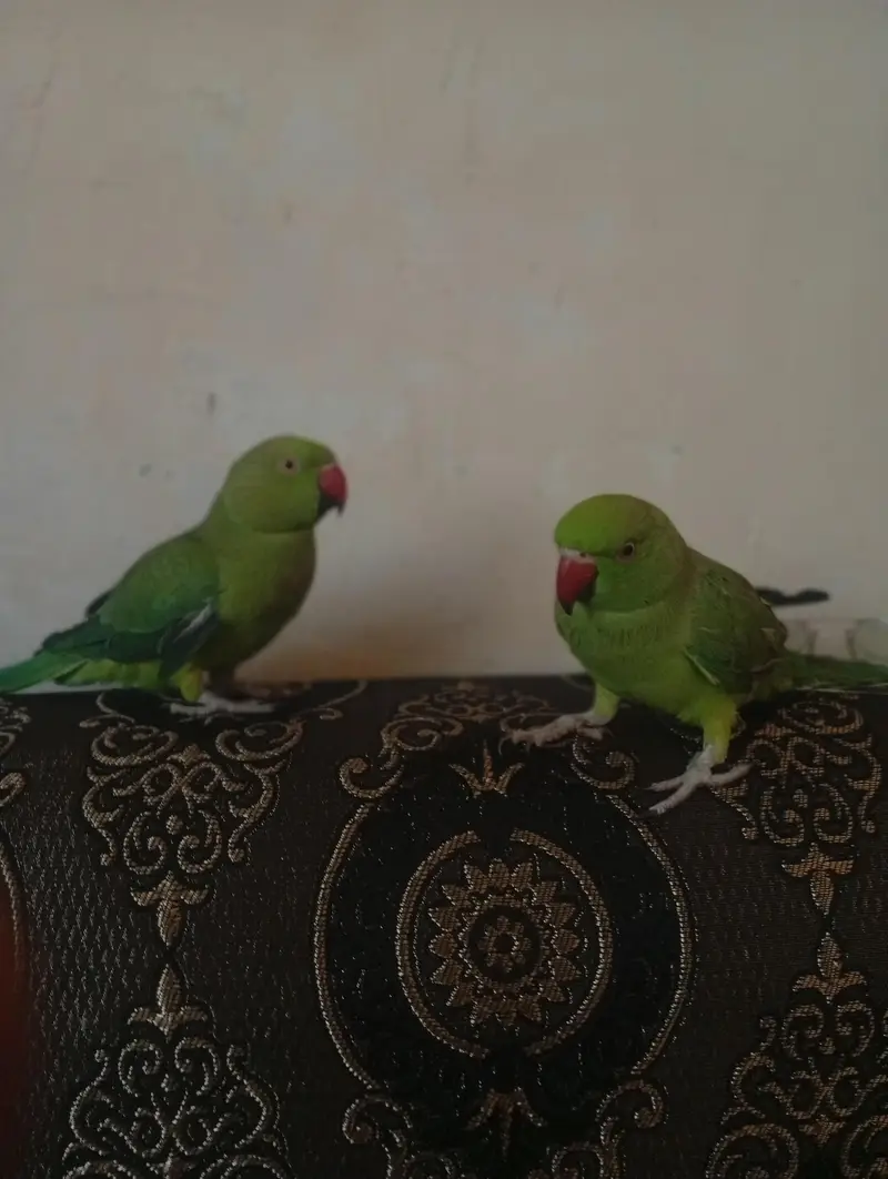 green neck — photo 7