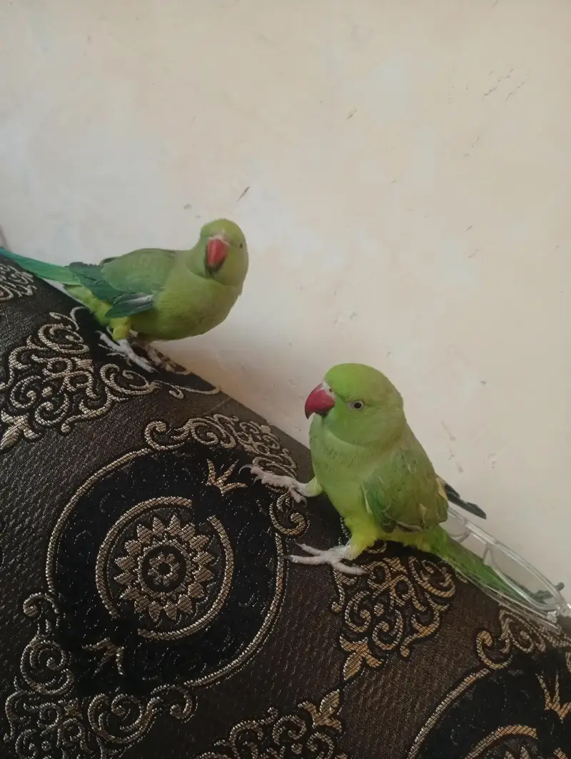 green neck — photo 8
